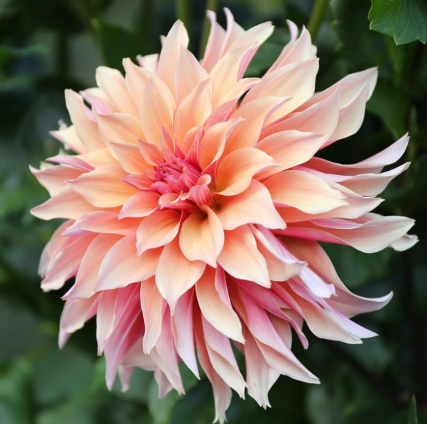 Dahlia Labyrinth