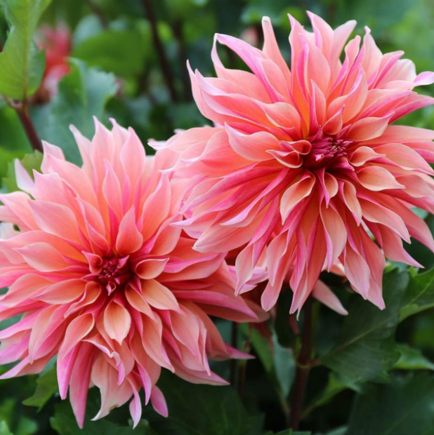 Dahlia Labyrinth