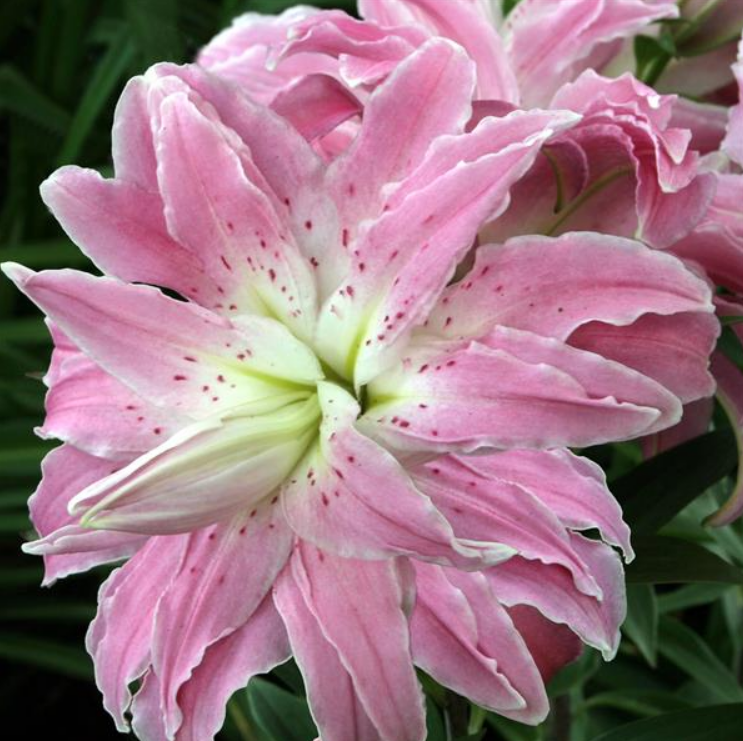 Lily Lotus Elegance Double