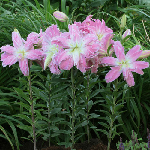 Lily Lotus Elegance Double