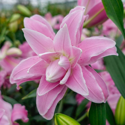 Lily Lotus Queen Double