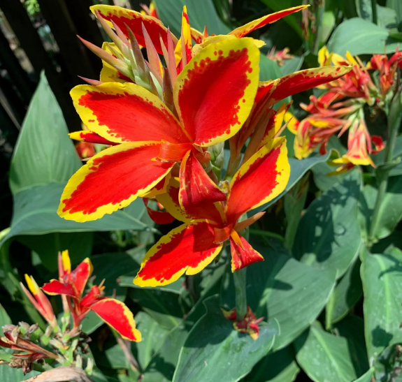 Canna Dwarf Lucifer