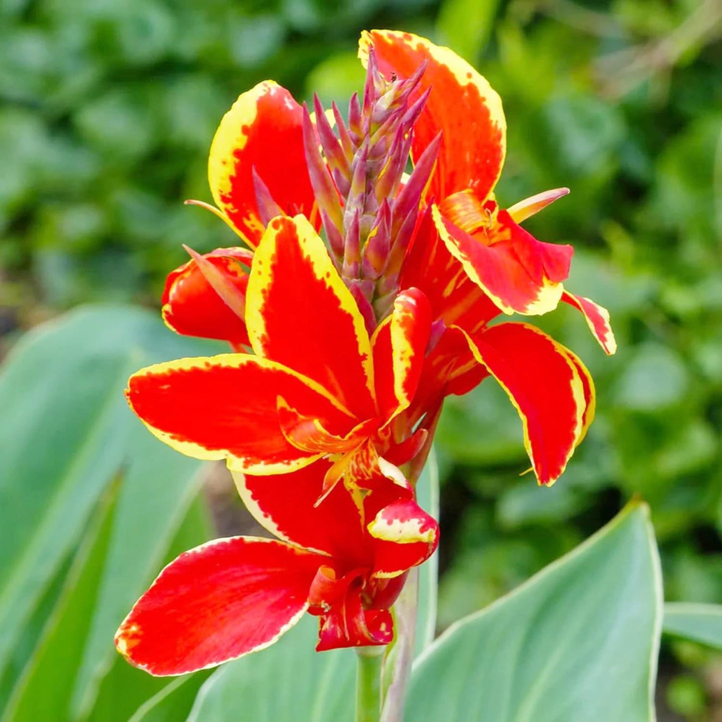 Canna Dwarf Lucifer
