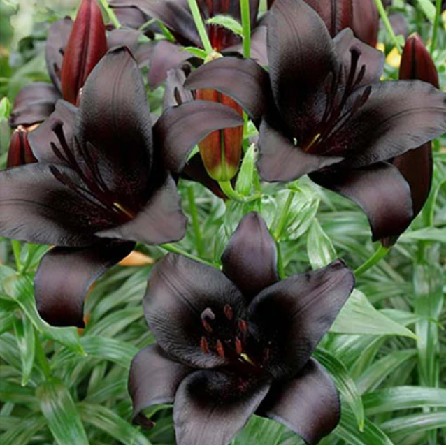 Lily Night Rider