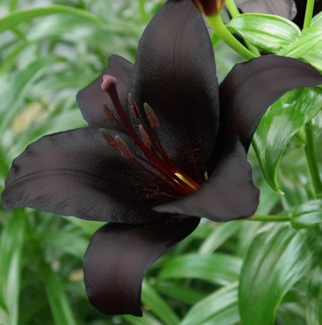 Lily Night Rider