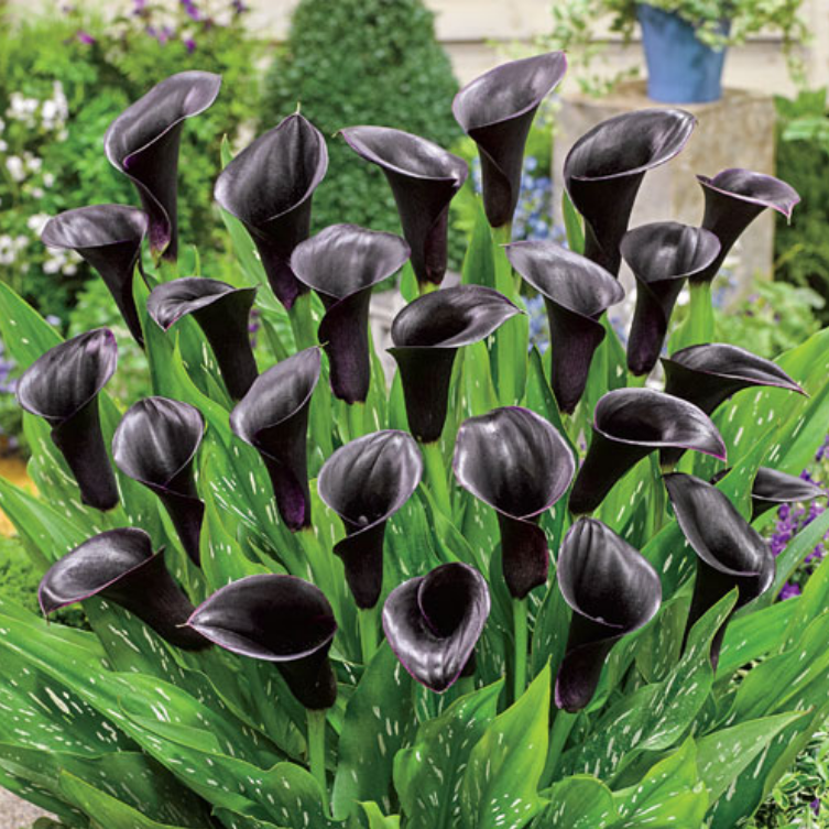 Calla Odessa