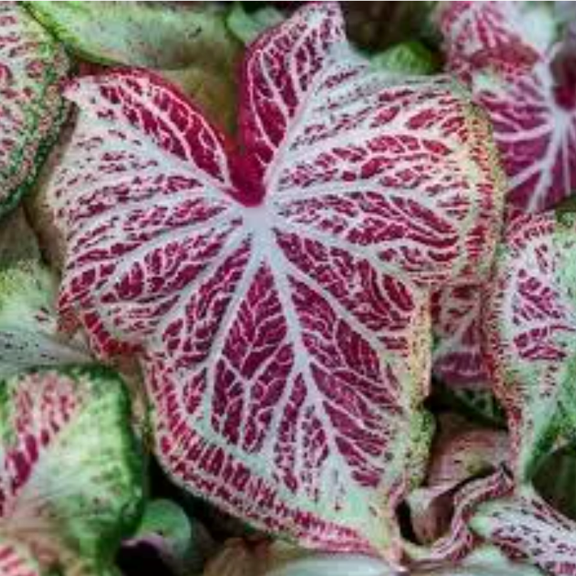 Caladium Peppermint