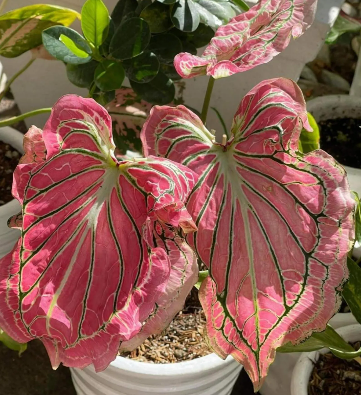 Caladium Pink Symphony