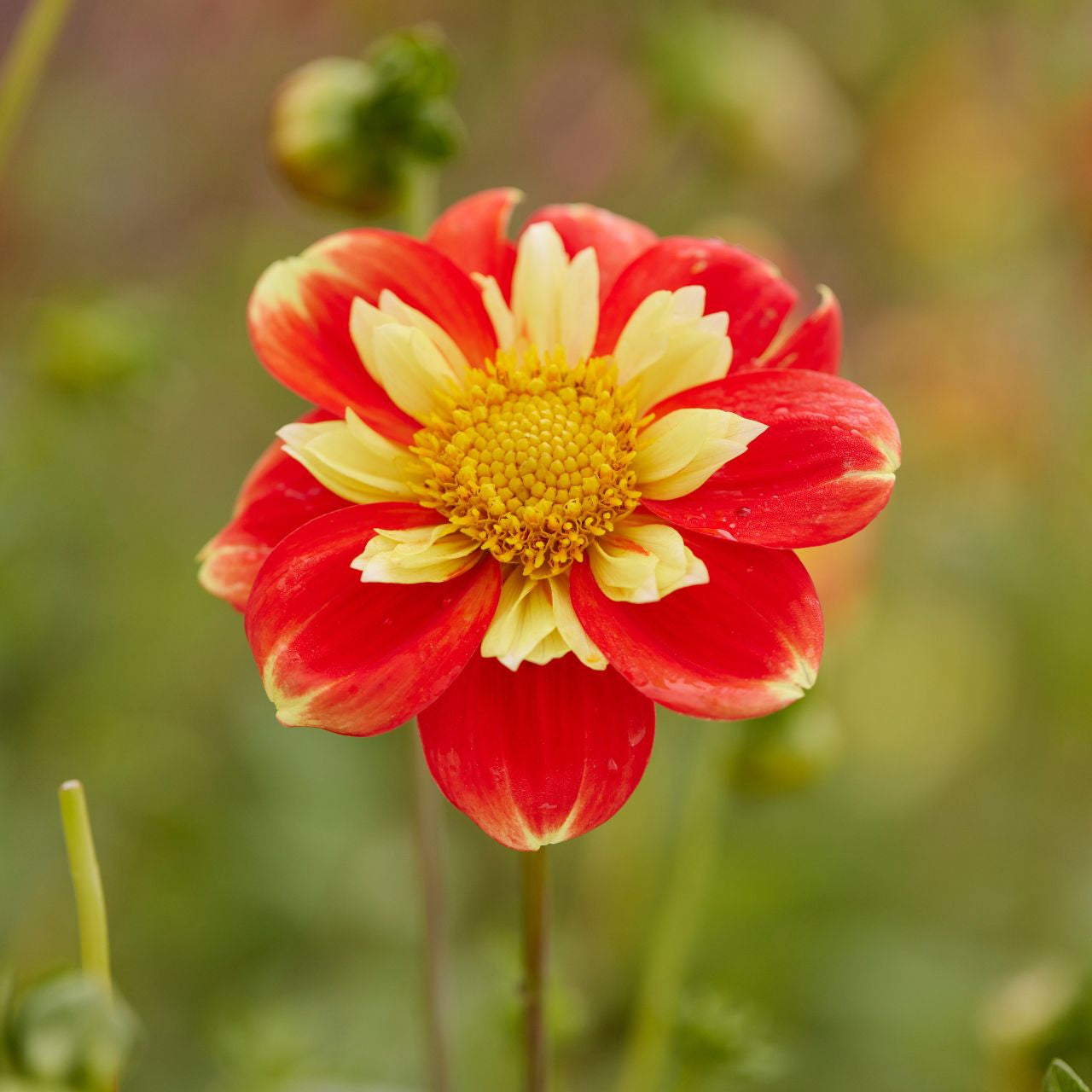 Dahlia Pooh Swan Island