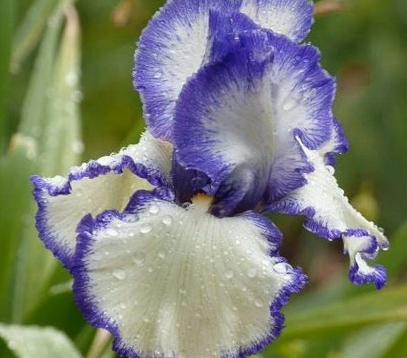 Bearded Iris Presby's Crown