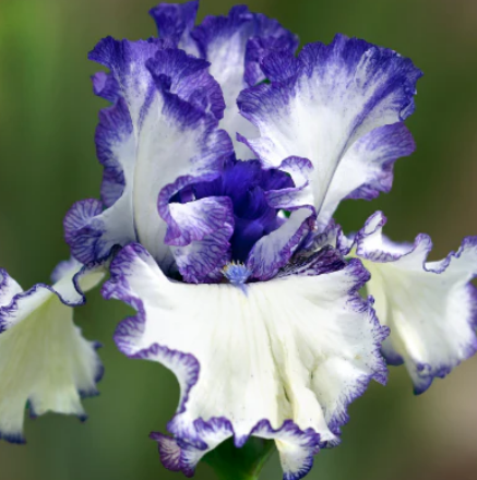 Bearded Iris Presby's Crown