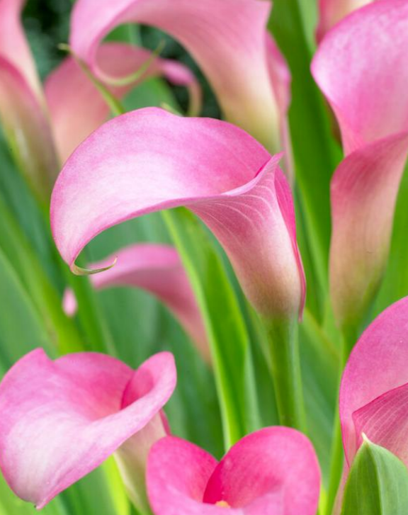 Calla Rehmanni