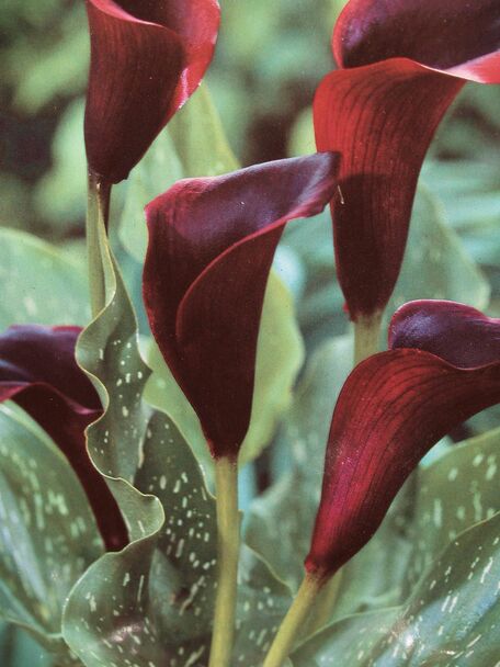 Calla Schwarzwalder