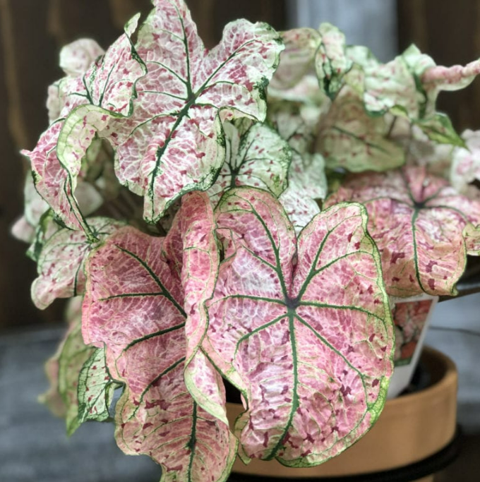 Caladium Splash of Wine