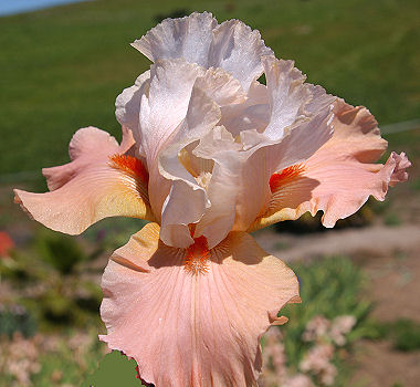 Bearded Iris Struck Twice