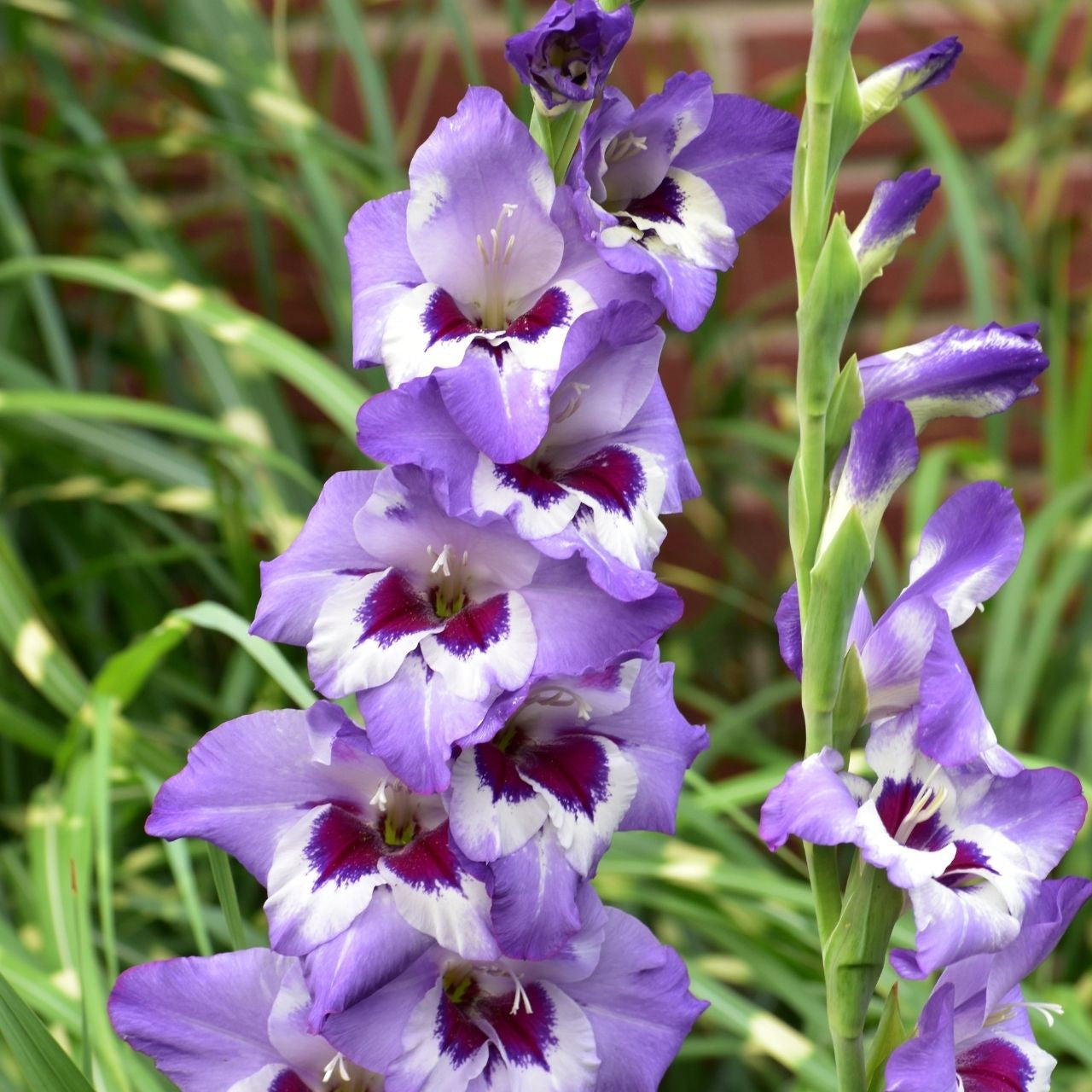 Gladiolus Vista
