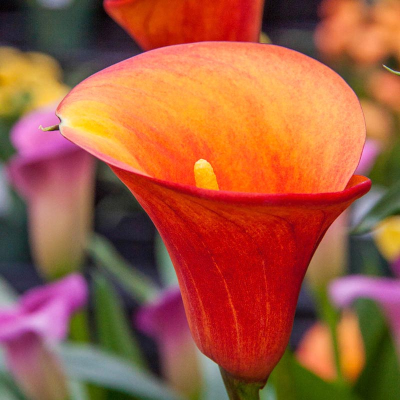 Calla Flame