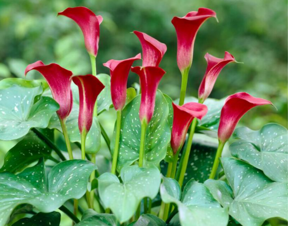 Calla Majestic Red