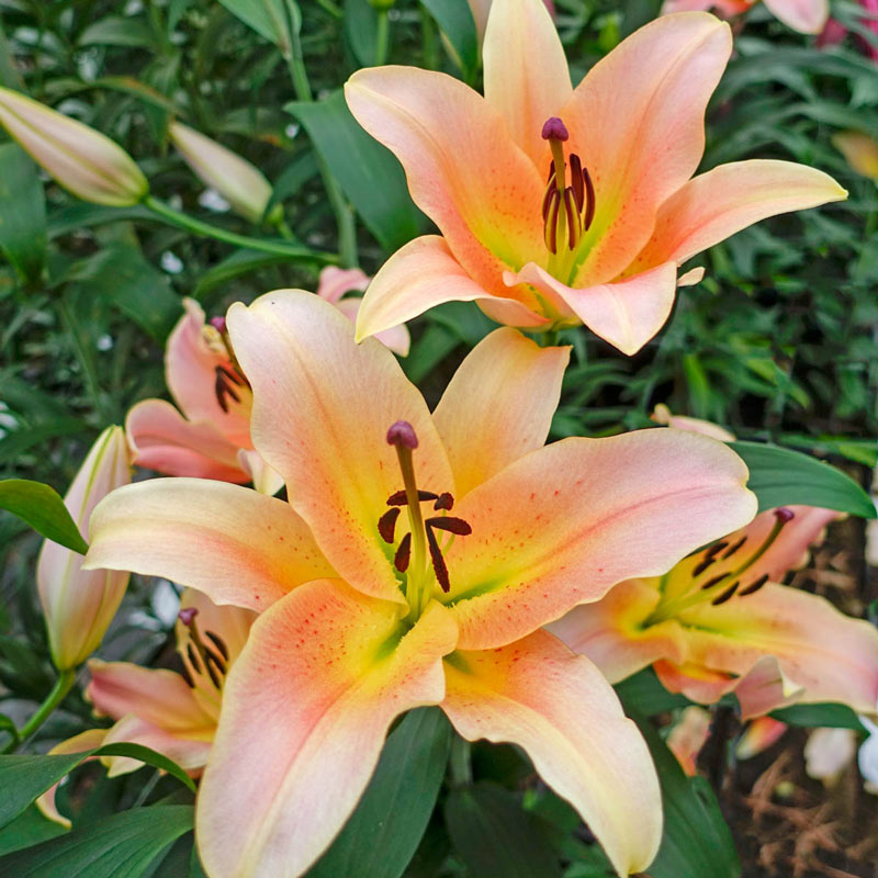 Lily Zelmira