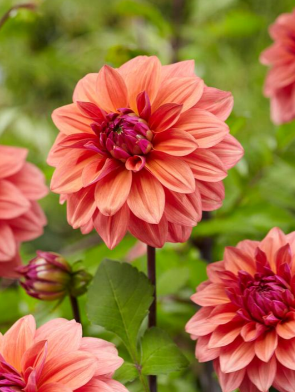 Dahlia American Dawn