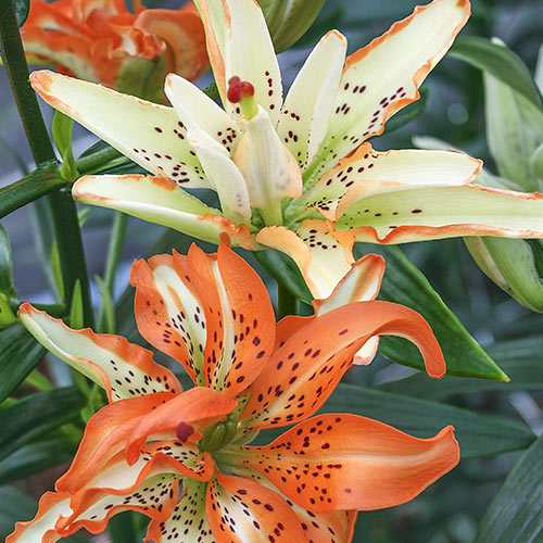 Lily As Must See