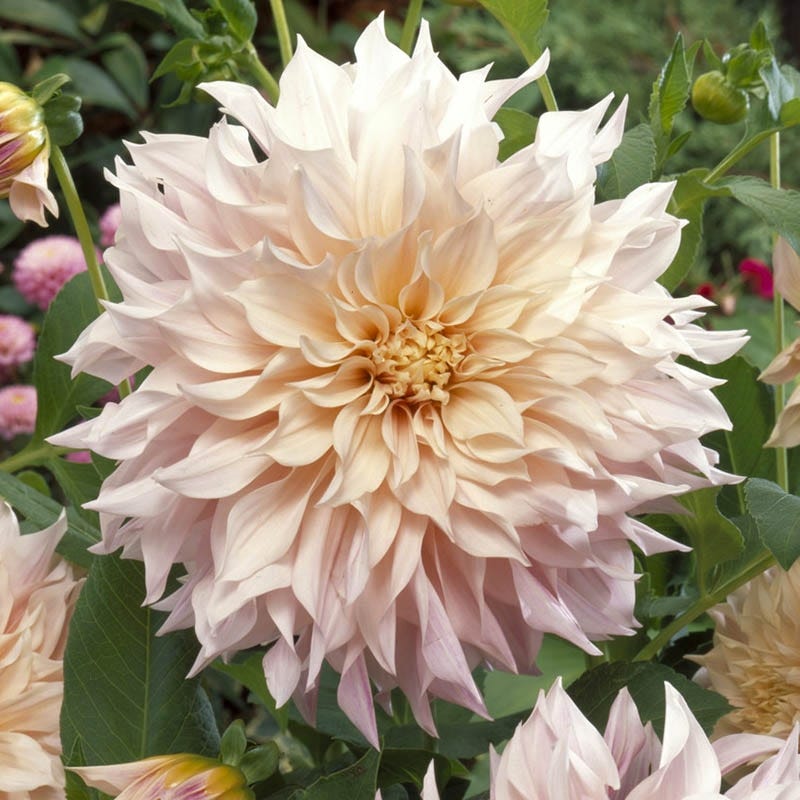 Dahlia Café au Lait