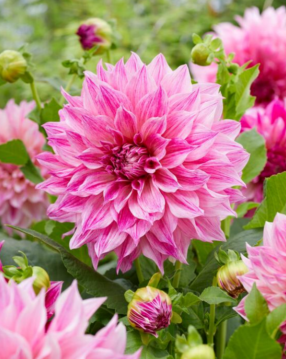 Dahlia Cafe Au Lait Royal