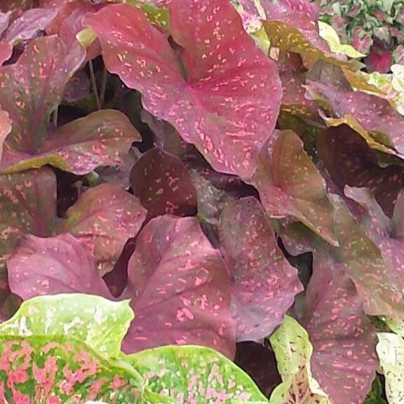 Caladium Burning Heart