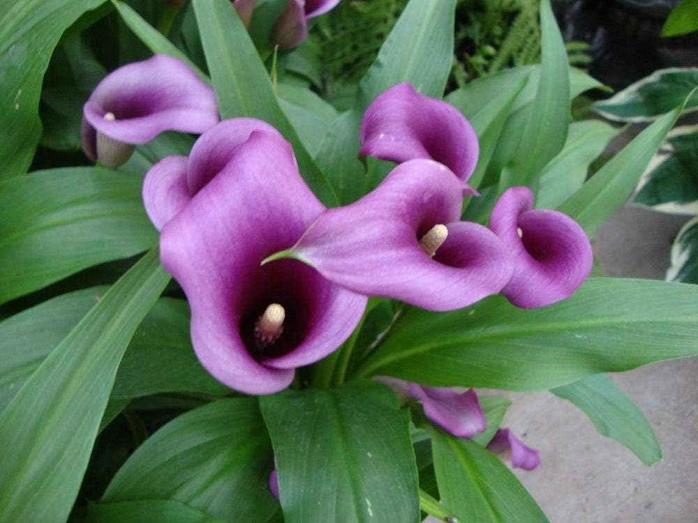 Calla Paco