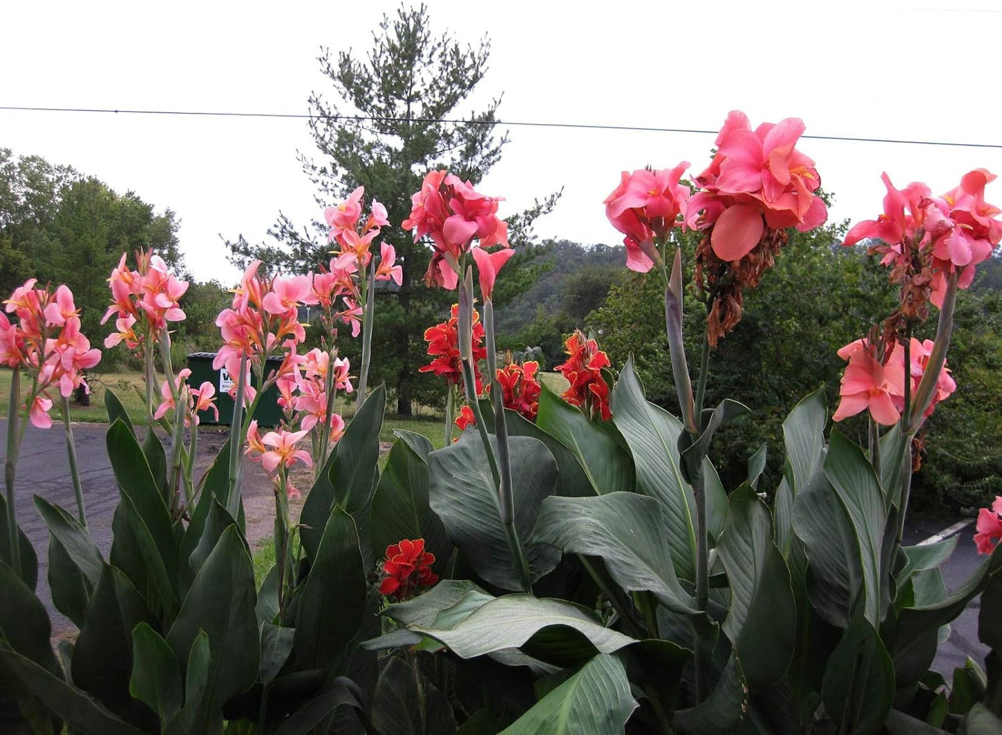 Canna Tall Salmon Beauty