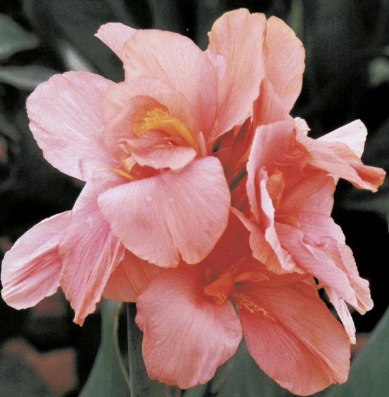 Canna Tall Salmon Beauty