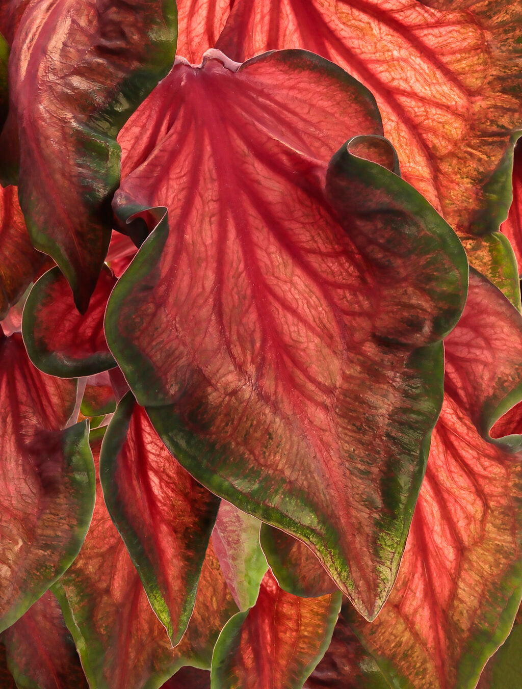 Caladium Hot 2 Trot
