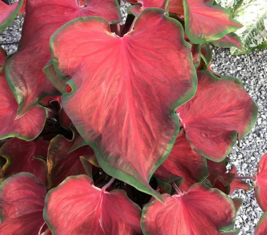 Caladium Hot 2 Trot