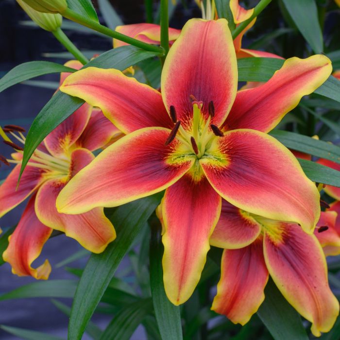 Lily Avalon Sunset