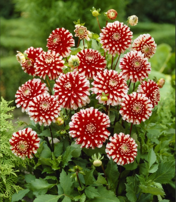 Dahlia Little Tiger