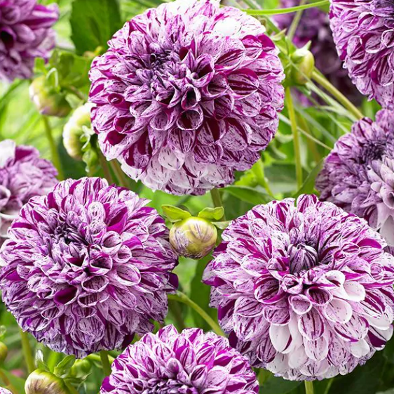Dahlia Ball Marble