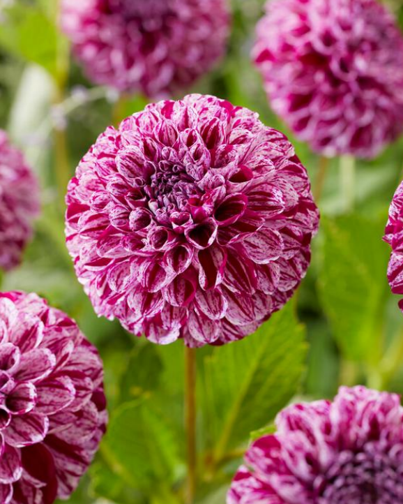 Dahlia Ball Marble