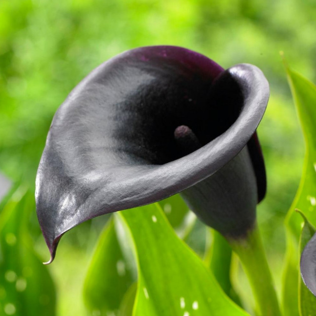 Calla Odessa