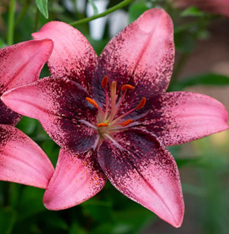Lily Purple Dream