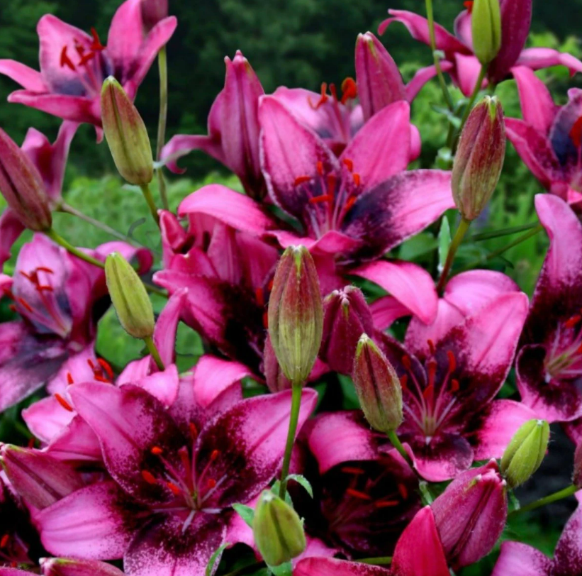 Lily Purple Dream