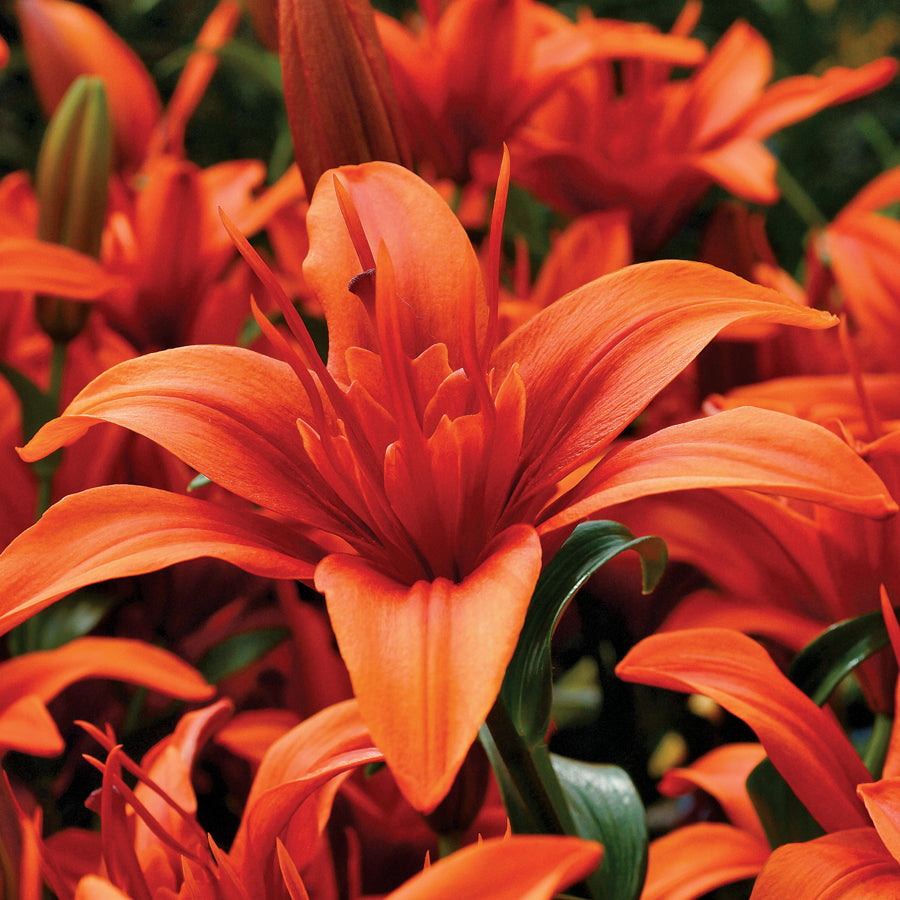 Lily Red Twin
