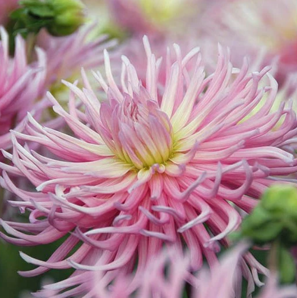 Dahlia Star's Favorite
