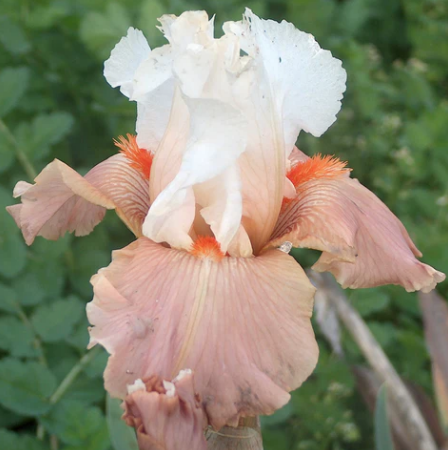 Bearded Iris Struck Twice