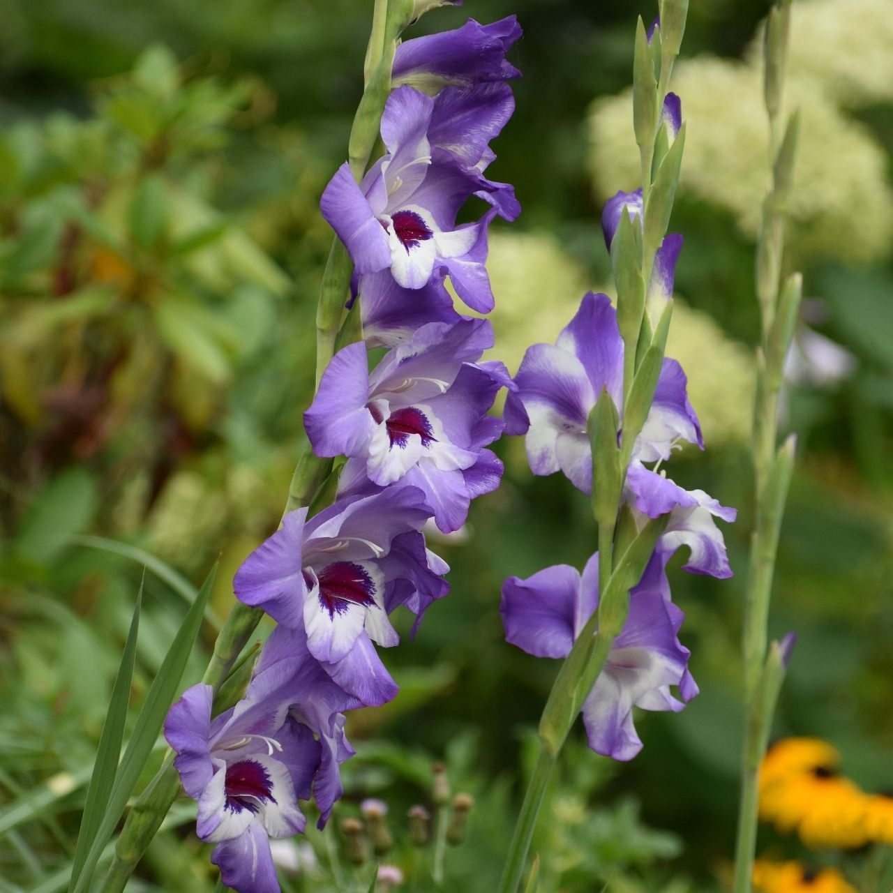 Gladiolus Vista