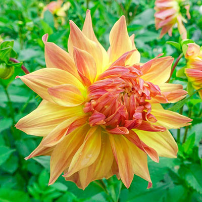 Dahlia Wanda's Aurora