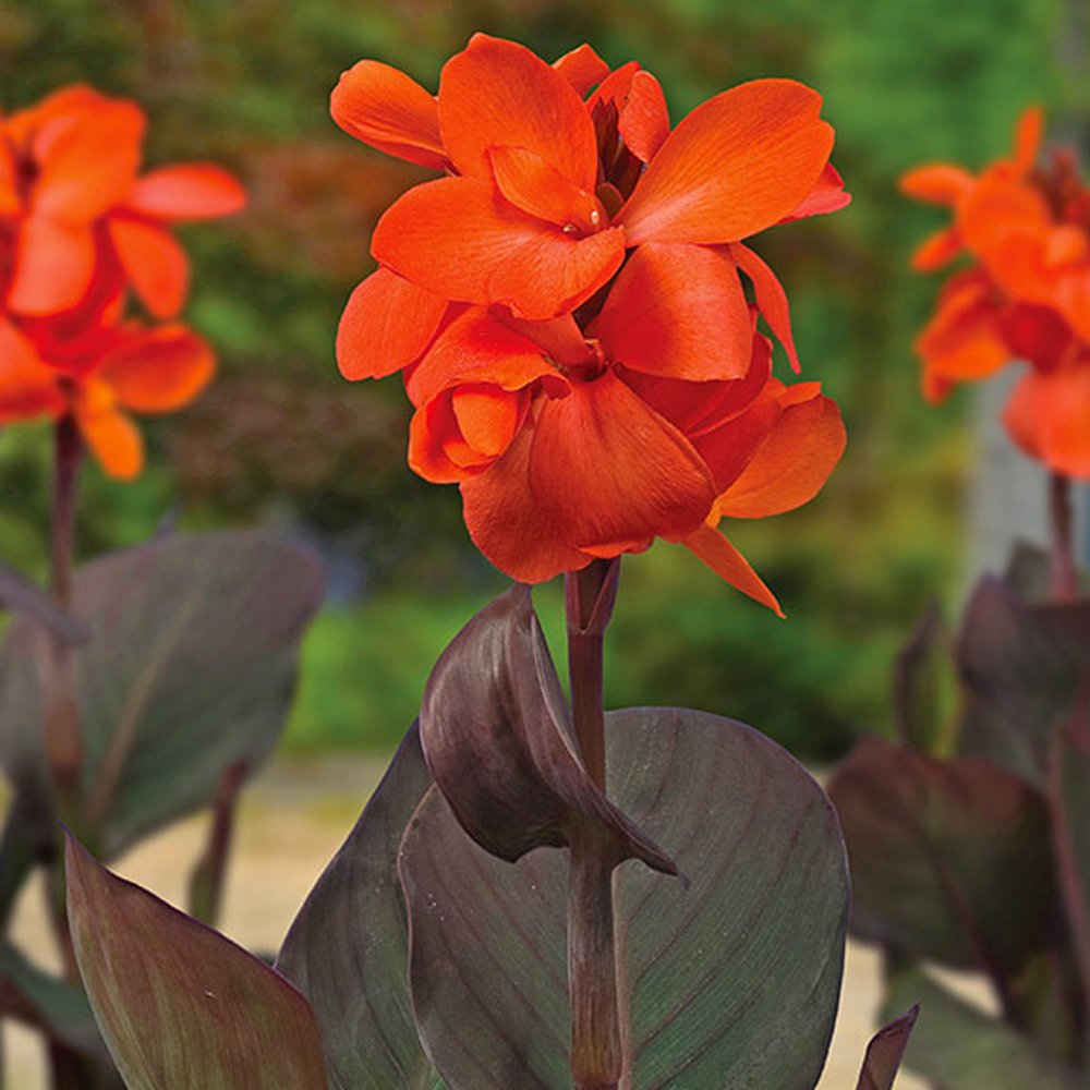 Canna Happy Wilma