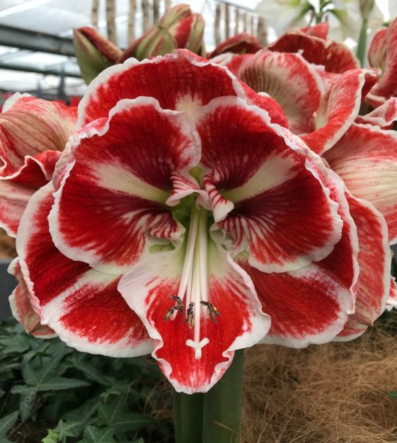 Amaryllis