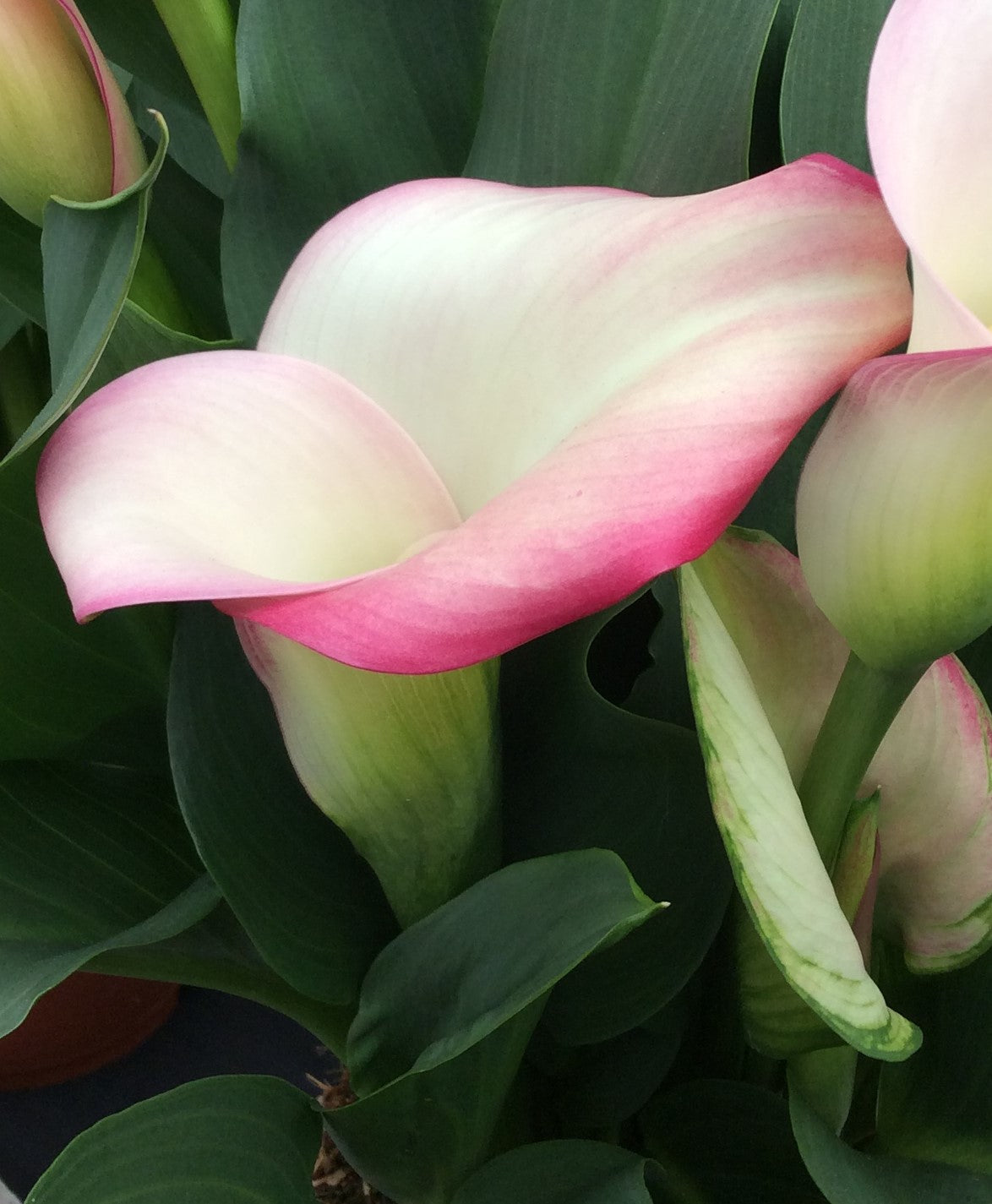 Calla