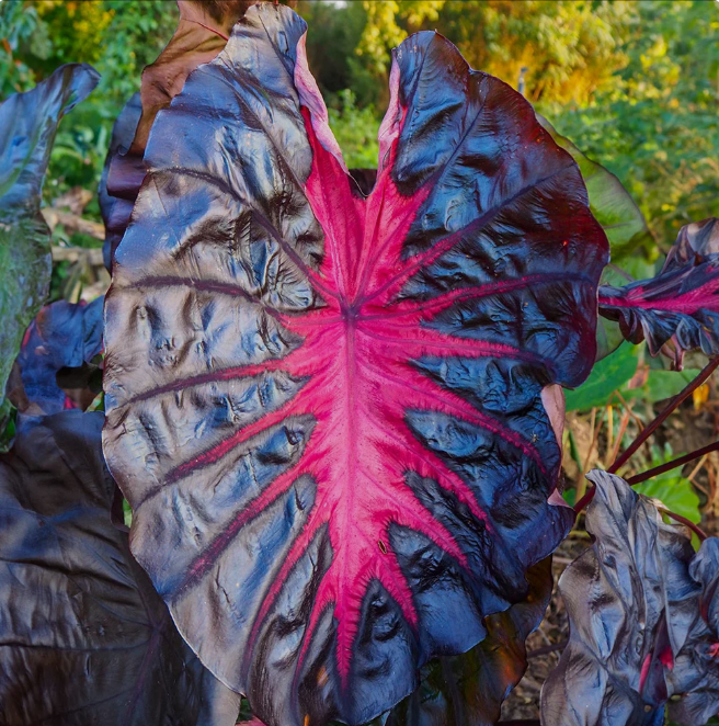 Colocasia
