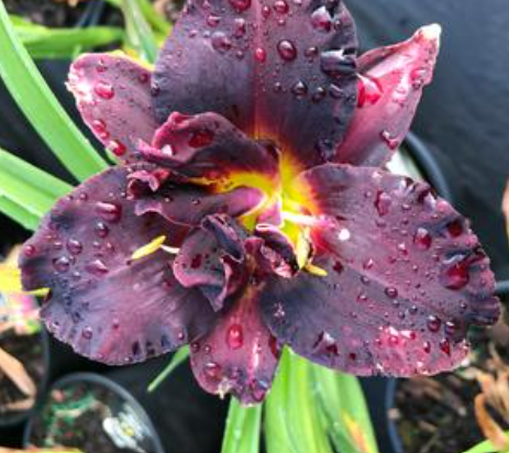 Daylily
